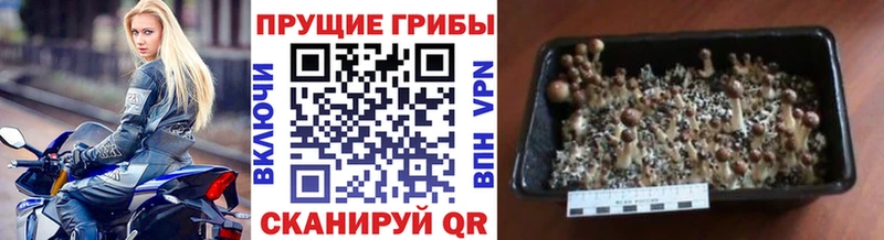 Галлюциногенные грибы Cubensis  Куса 